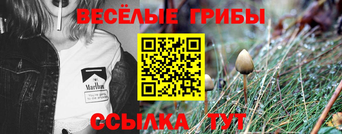 Гулькевичи  Псилоцибиновые грибы Cubensis  Вход с VPN 